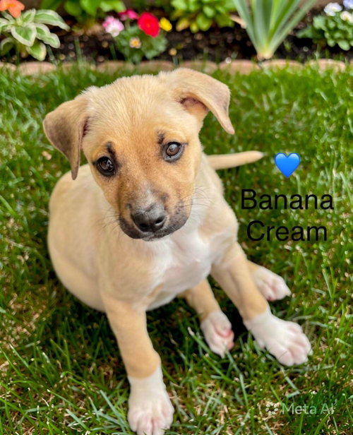 Banana Cream, an adoptable Labrador Retriever in Newark, DE