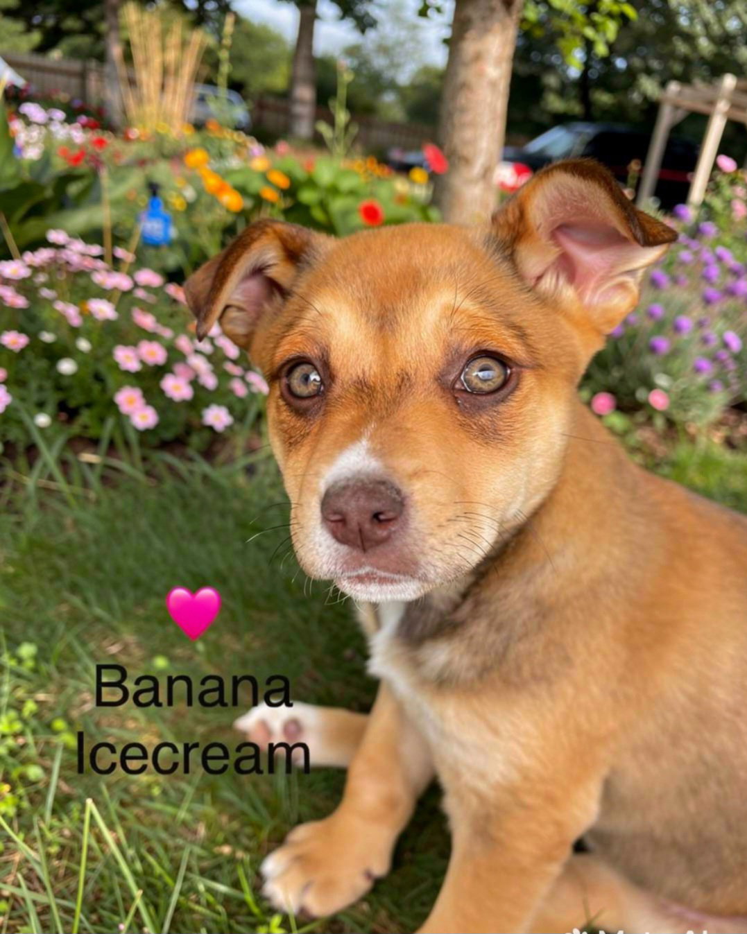 Banana Icecream