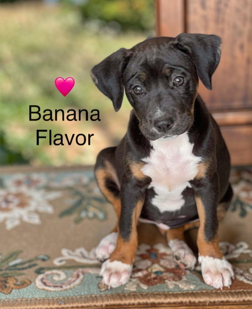 Banana Flavor, an adoptable Labrador Retriever in Newark, DE