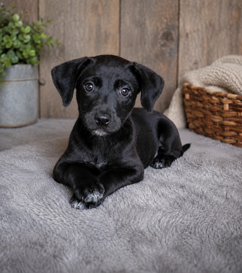 Raven, an adoptable Labrador Retriever in Newark, DE
