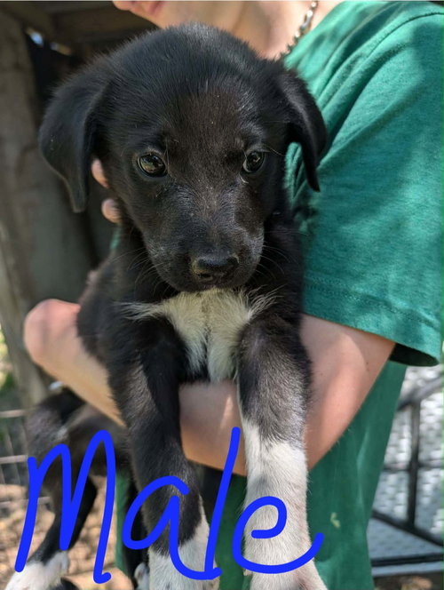 Bandit, an adoptable Labrador Retriever in Newark, DE