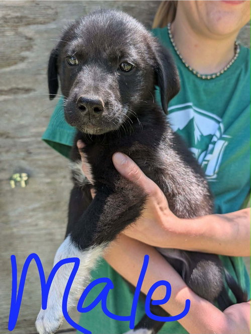 Champ, an adoptable Labrador Retriever in Newark, DE