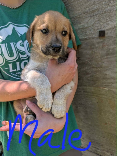 Jett, an adoptable Labrador Retriever in Newark, DE