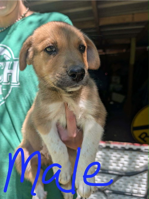 Zeke, an adoptable Labrador Retriever in Newark, DE