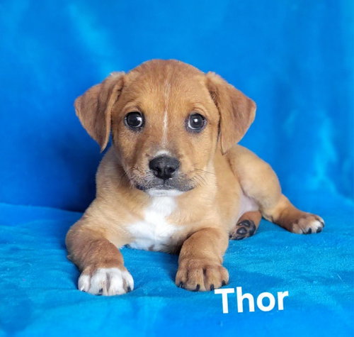 Thor, an adoptable Labrador Retriever in Newark, DE