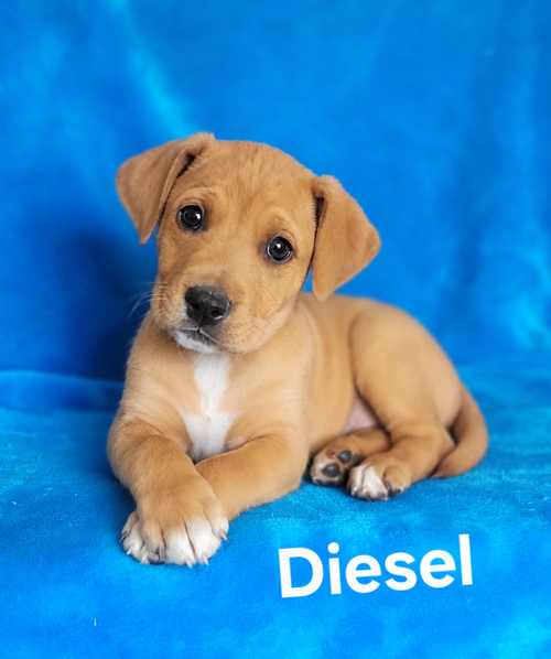 Diesel, an adoptable Labrador Retriever in Newark, DE