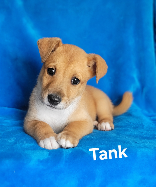 Tank, an adoptable Labrador Retriever in Newark, DE