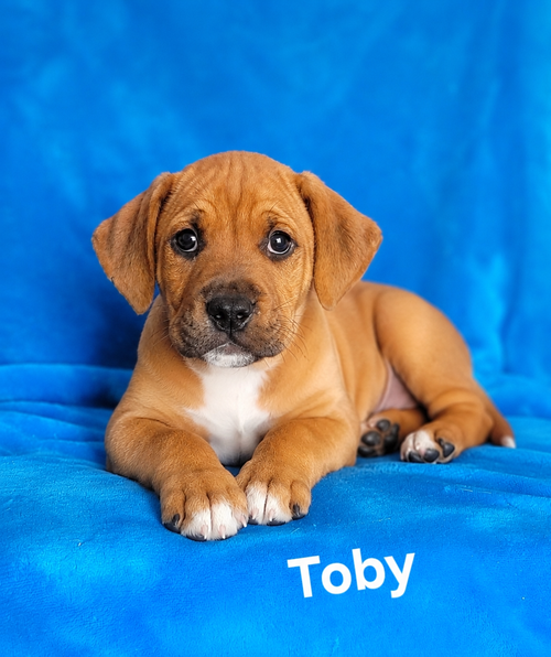 Toby, an adoptable Labrador Retriever in Newark, DE