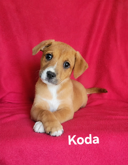 Koda, an adoptable Labrador Retriever in Newark, DE
