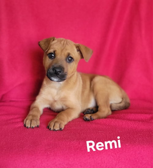 Remi, an adoptable Labrador Retriever in Newark, DE