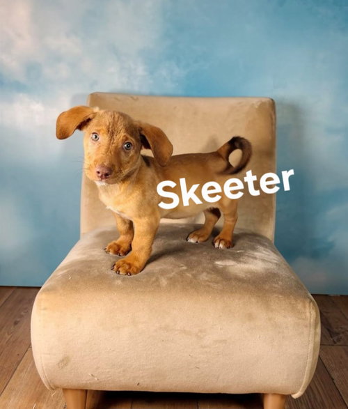 Skeeter, an adoptable Dachshund in Newark, DE