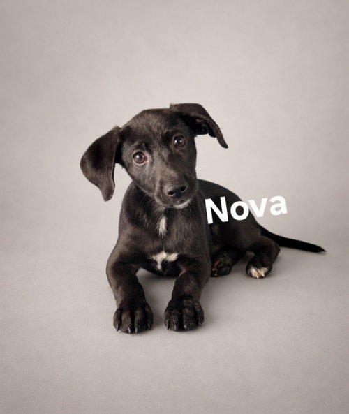 Nova, an adoptable Labrador Retriever in Newark, DE