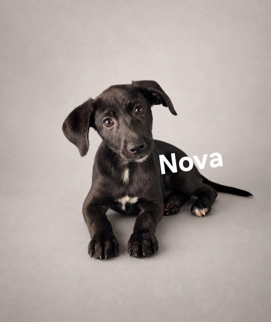 Nova