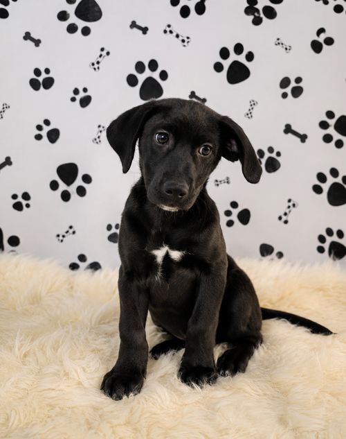 Nova, an adoptable Labrador Retriever in Newark, DE