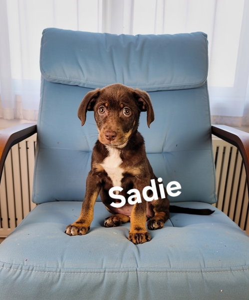 Sadie, an adoptable Labrador Retriever in Newark, DE
