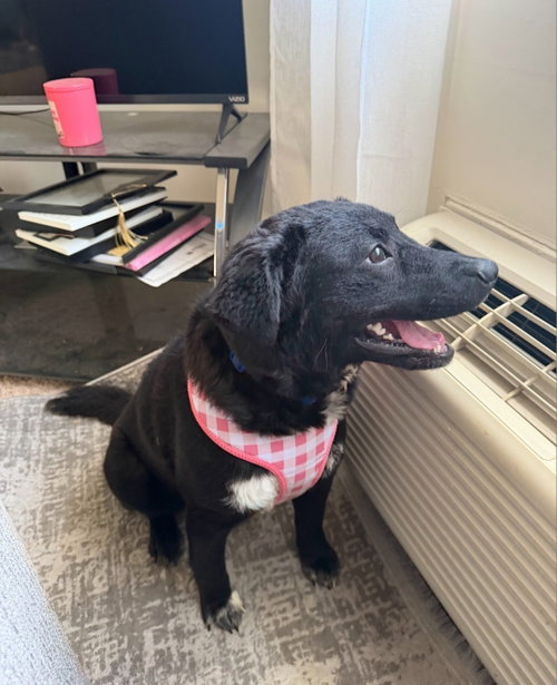 Azura Sky  (Rehoming Fee $50), an adoptable Labrador Retriever in Newark, DE