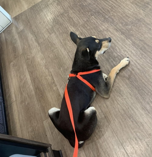 Dutch (Rehoming Fee $50)