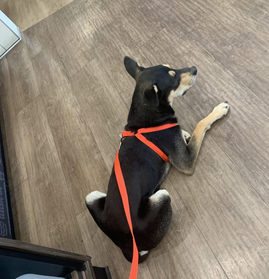 Dutch (Rehoming Fee $50)