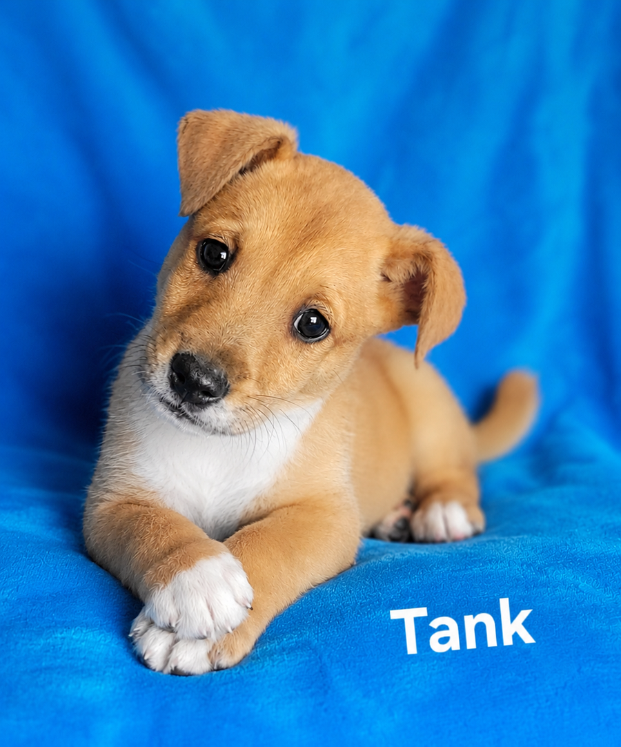 Tank