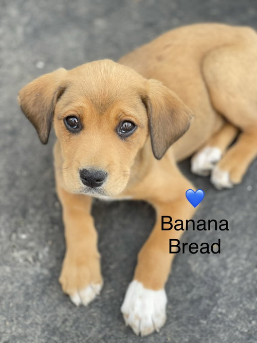 Banana Bread