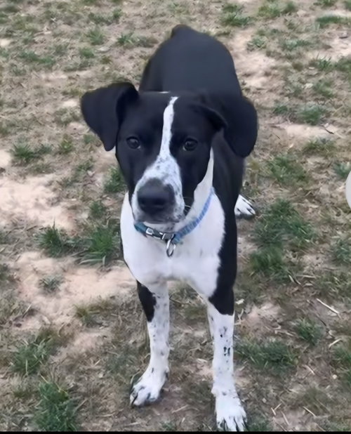 Oreo (Rehoming Fee $50)