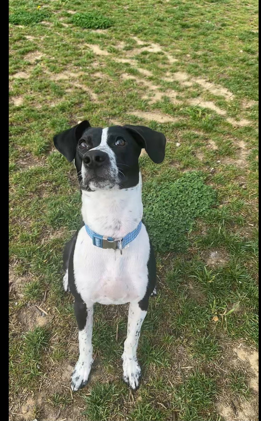 Oreo (Rehoming Fee $50)