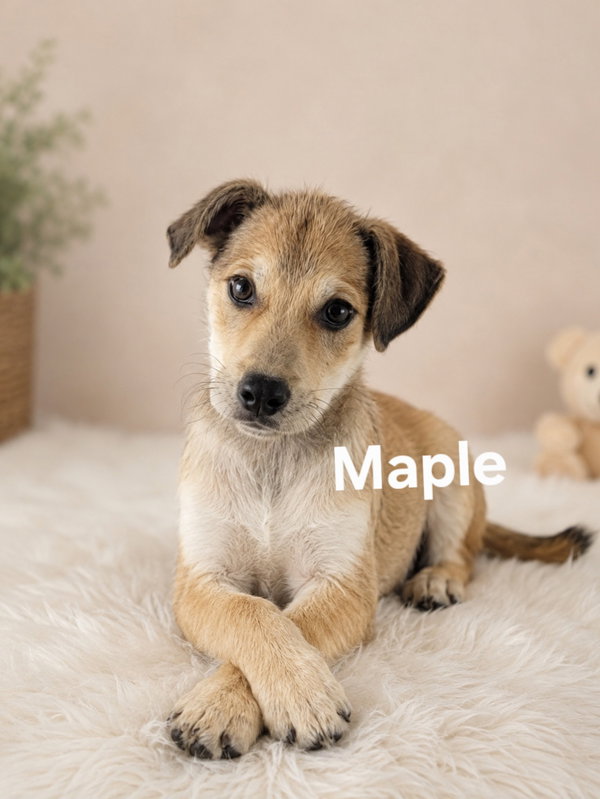 Maple