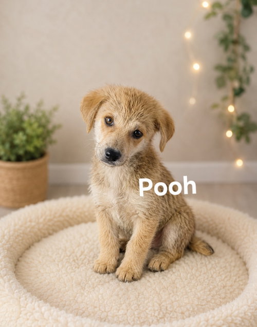 Pooh