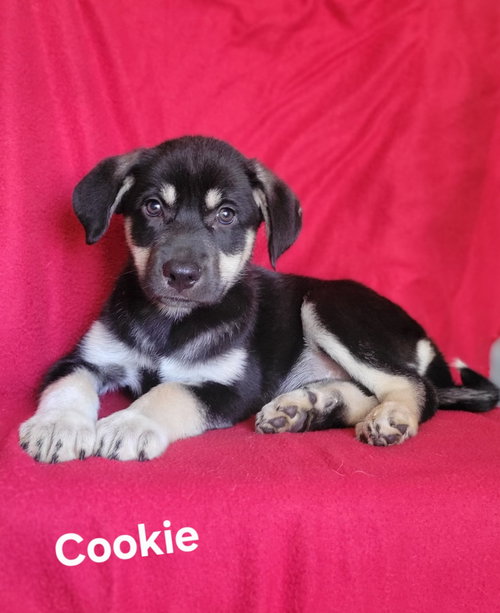 Cookie