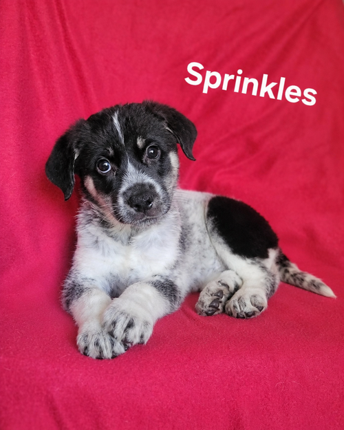 Sprinkles