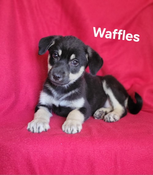Waffles