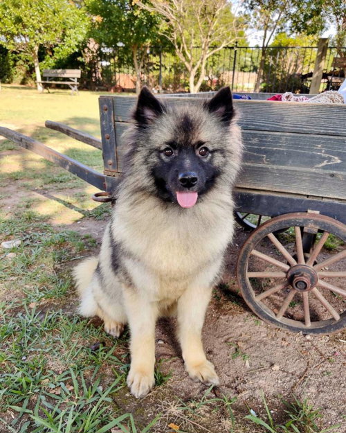 Kali