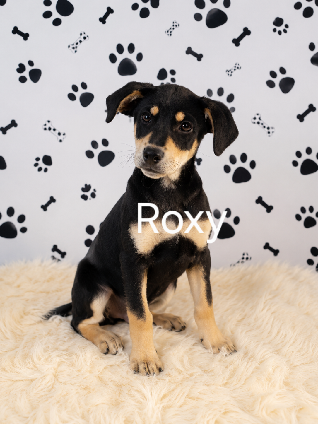 Roxy
