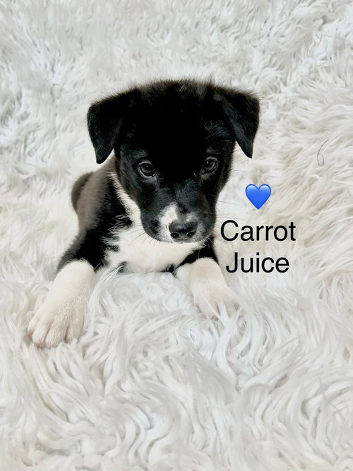 Carrot Juice