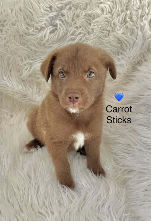 Carrot Sticks