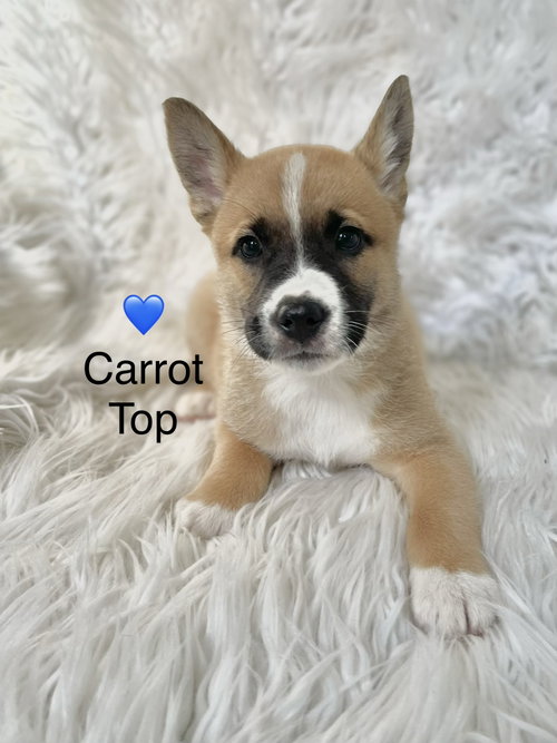 Carrot Top