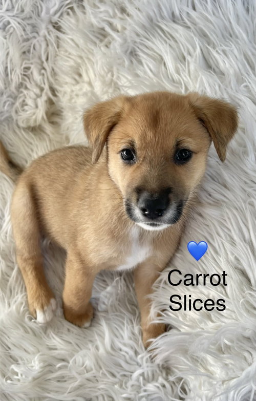 Carrot Slices