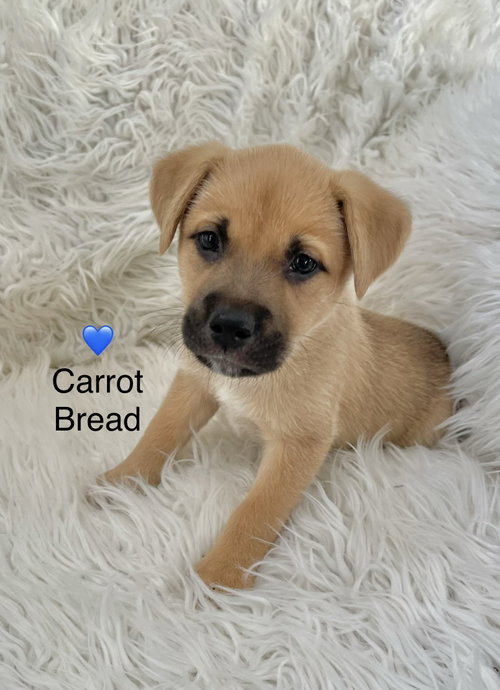 Carrot Bread