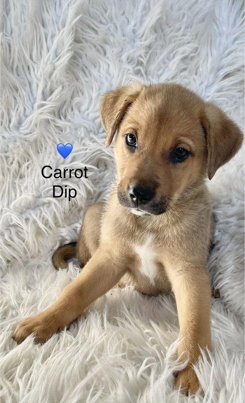 Carrot Dip