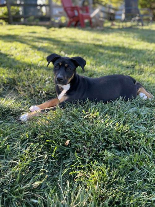 Banana Float, an adoptable Labrador Retriever in Newark, DE