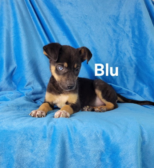 Blu
