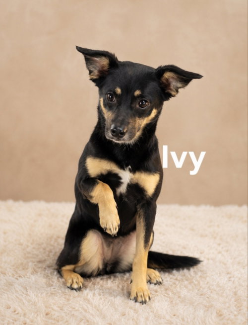 Ivy (Rehoming Fee $100)