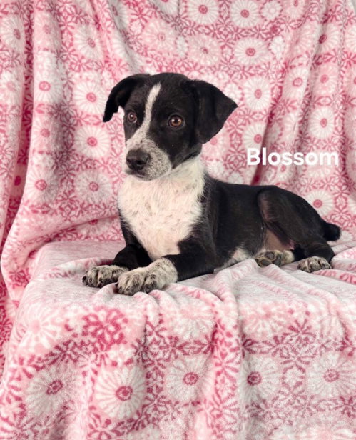 Blossom