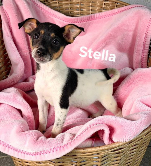 Stella