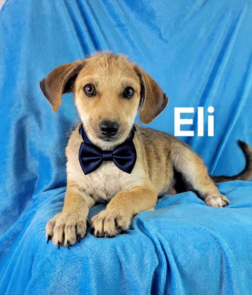 Eli