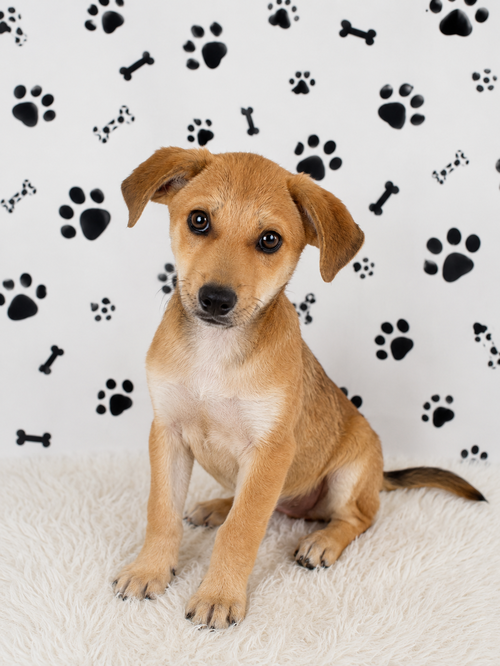Eli, an adoptable Labrador Retriever in Newark, DE