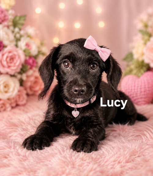 Lucy