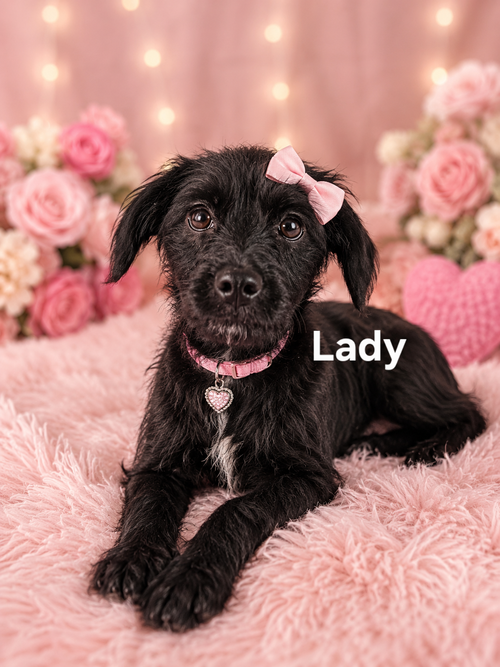 Lady