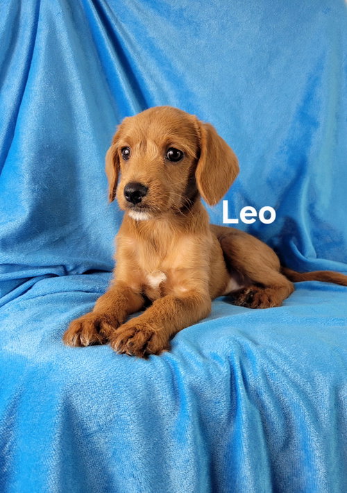 Leo