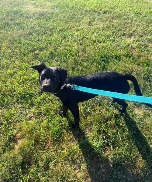 Simba (Rehoming Fee $50)